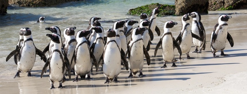 Top 5 voyage Cape Town pinguoins Boulders Beach