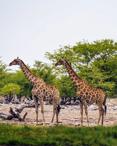 Parc Etosha girafes