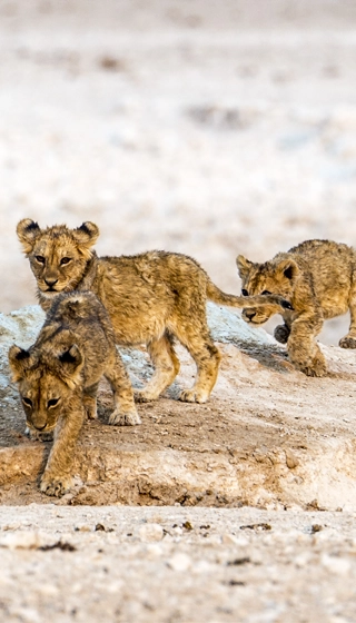Parc Etosha lions