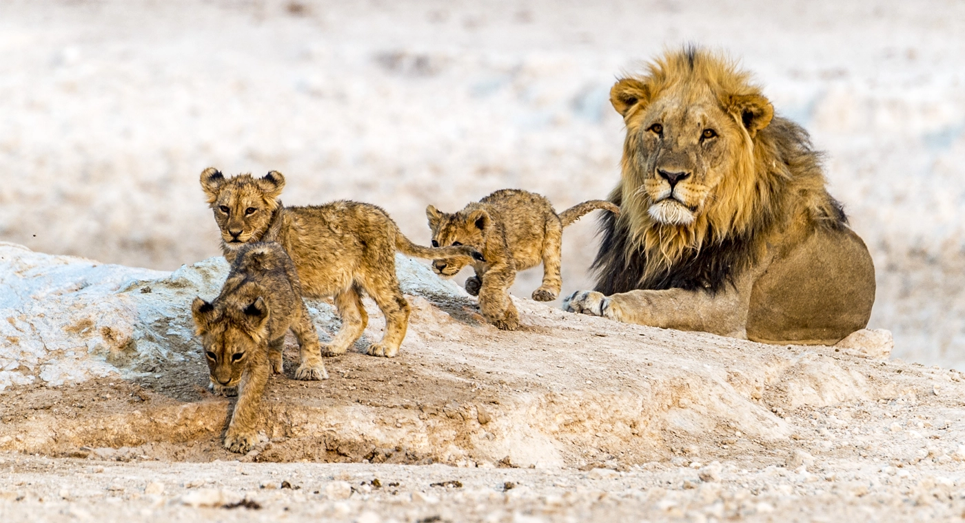 Parc Etosha lions bannière