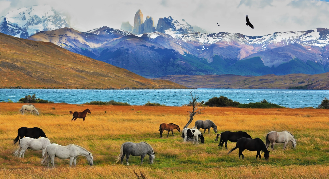 Trois plus beaux parcs nationaux Argentine chevaux