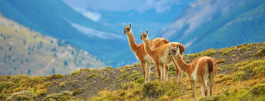 Trois plus beaux parcs nationaux Argentine Lama