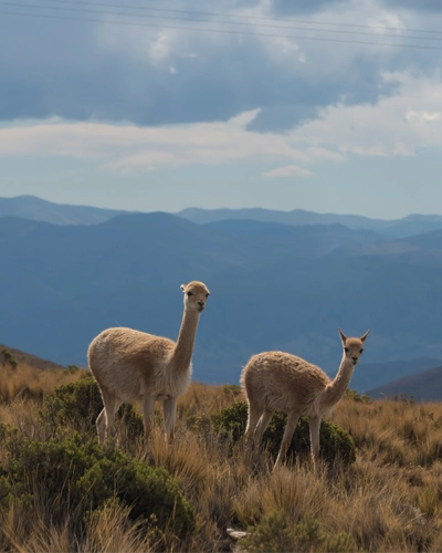 Trois plus beaux parcs nationaux Argentine