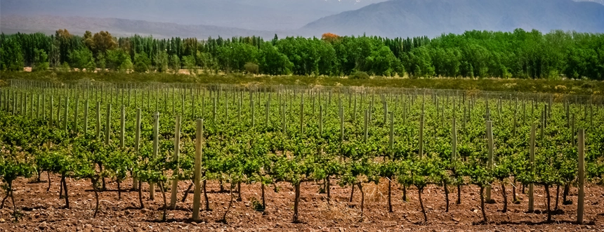 Plus belles des routes vins au monde Mendoza