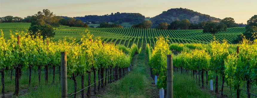 Plus belles des routes vins au monde Sonoma 