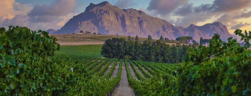 Plus belles des routes vins au monde Stellenbosch