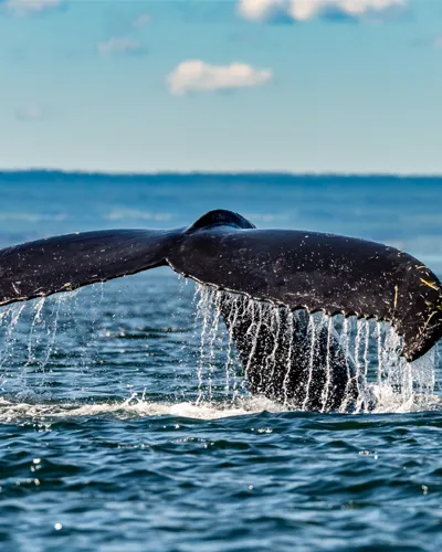 Mag Canada baleine